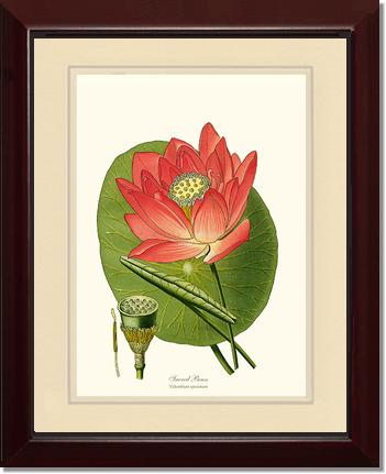 Lotus | Flower/Floral Art Print