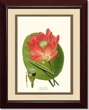 Lotus | Flower/Floral Art Print