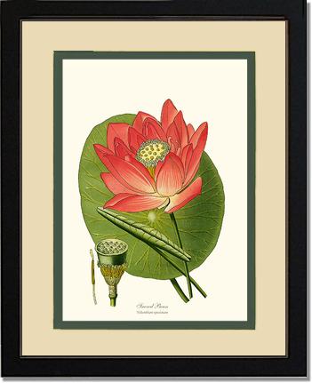 Lotus | Flower/Floral Art Print