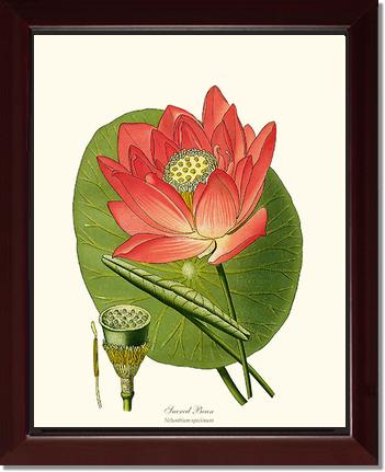 Lotus | Flower/Floral Art Print
