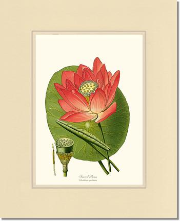 Lotus | Flower/Floral Art Print