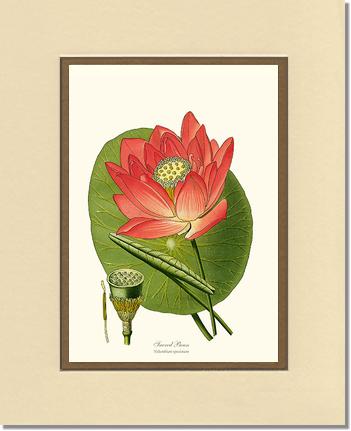 Lotus | Flower/Floral Art Print