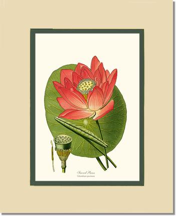 Lotus | Flower/Floral Art Print