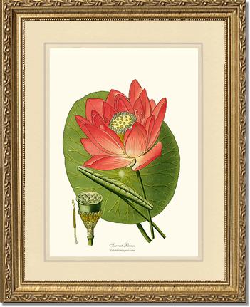 Lotus | Flower/Floral Art Print