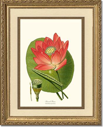 Lotus | Flower/Floral Art Print