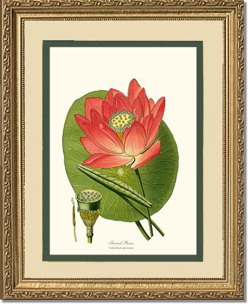 Lotus | Flower/Floral Art Print