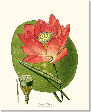 Flower Floral Print: Lotus