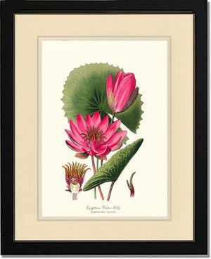 Water-Lily