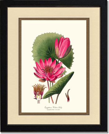 Water-Lily | Flower/Floral Art Print