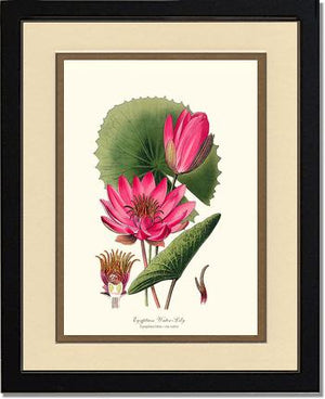 Water-Lily