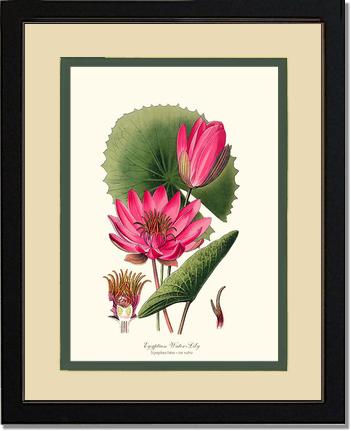Water-Lily | Flower/Floral Art Print