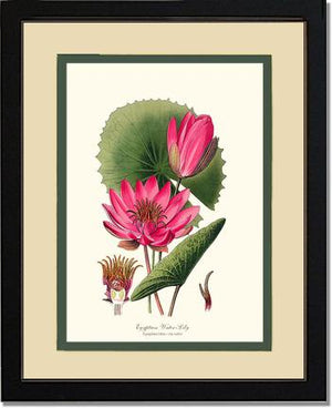 Water-Lily