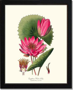 Water-Lily
