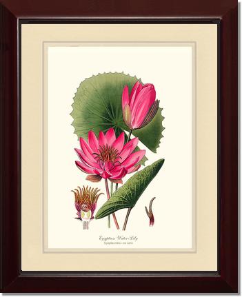 Water-Lily | Flower/Floral Art Print