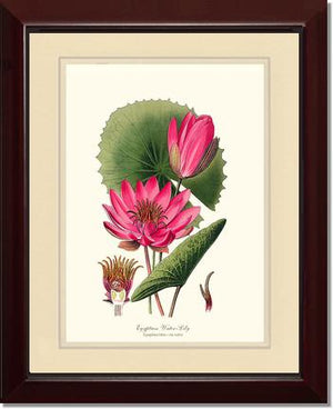 Water-Lily