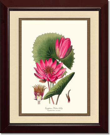 Water-Lily | Flower/Floral Art Print