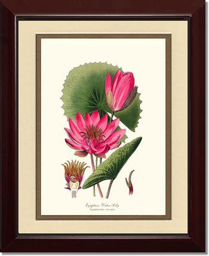 Water-Lily