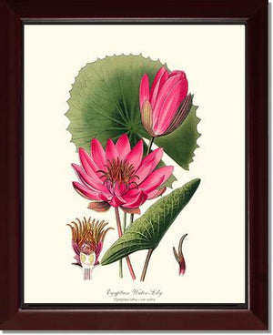 Water-Lily