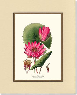 Water-Lily