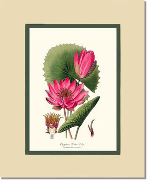 Water-Lily