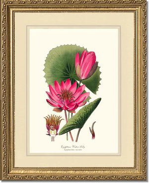 Water-Lily
