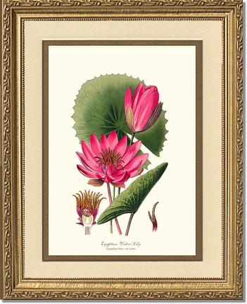Water-Lily | Flower/Floral Art Print