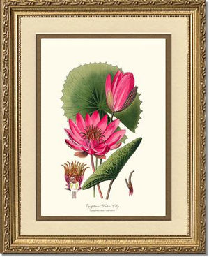 Water-Lily