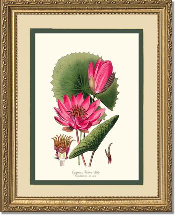 Water-Lily | Flower/Floral Art Print