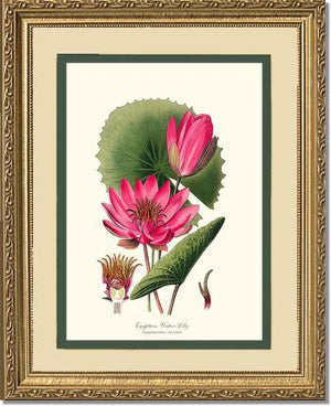 Water-Lily