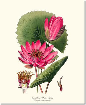 Water-Lily
