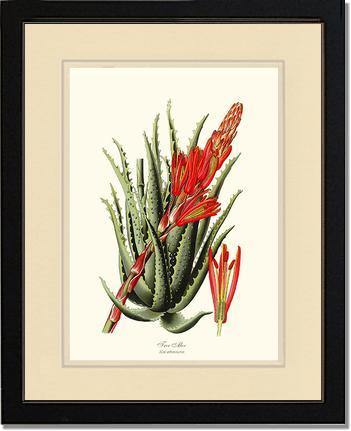Aloe, Tree - Charting Nature