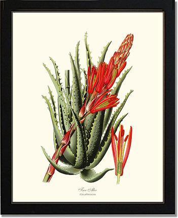 Aloe, Tree - Charting Nature