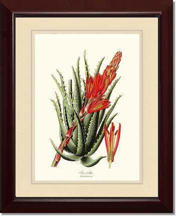Aloe, Tree - Charting Nature