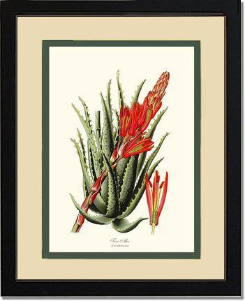 Aloe, Tree - Charting Nature