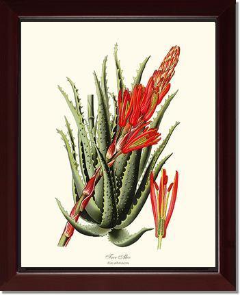 Aloe, Tree - Charting Nature