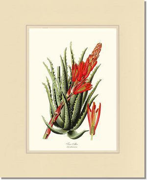 Aloe, Tree - Charting Nature