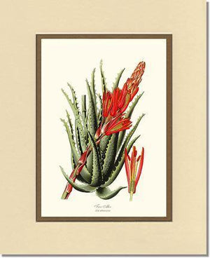 Aloe, Tree - Charting Nature