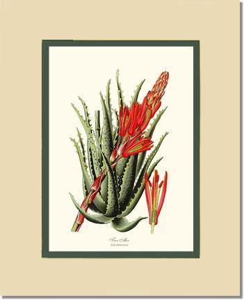 Aloe, Tree - Charting Nature