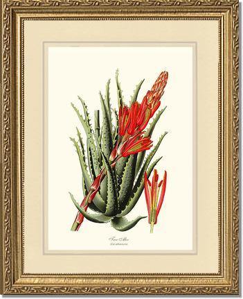 Aloe, Tree - Charting Nature