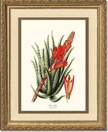 Aloe, Tree - Charting Nature