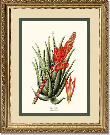 Aloe, Tree - Charting Nature