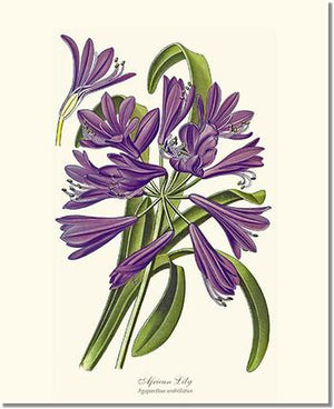 Flower Floral Print: Lily, African Agapanthus