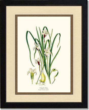 Lily, Triplet | Flower/Floral Art Print