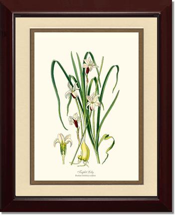 Lily, Triplet | Flower/Floral Art Print