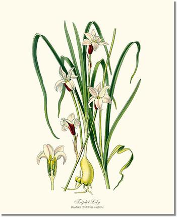 Flower Floral Print: Lily, Triplet