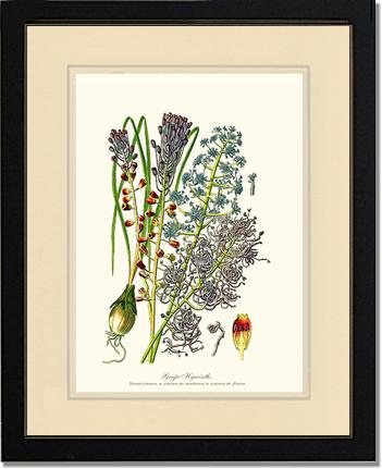Hyacinth, Grape | Flower/Floral Art Print