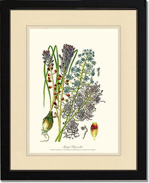 Hyacinth, Grape | Flower/Floral Art Print