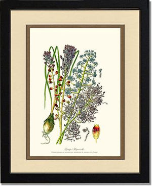 Hyacinth, Grape | Flower/Floral Art Print