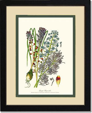 Hyacinth, Grape | Flower/Floral Art Print