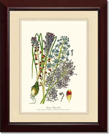 Hyacinth, Grape | Flower/Floral Art Print